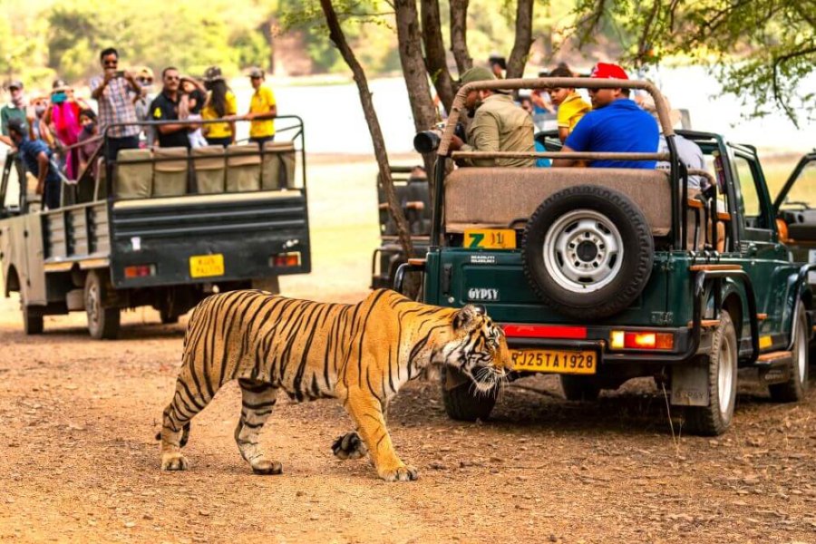 Jungle Safari